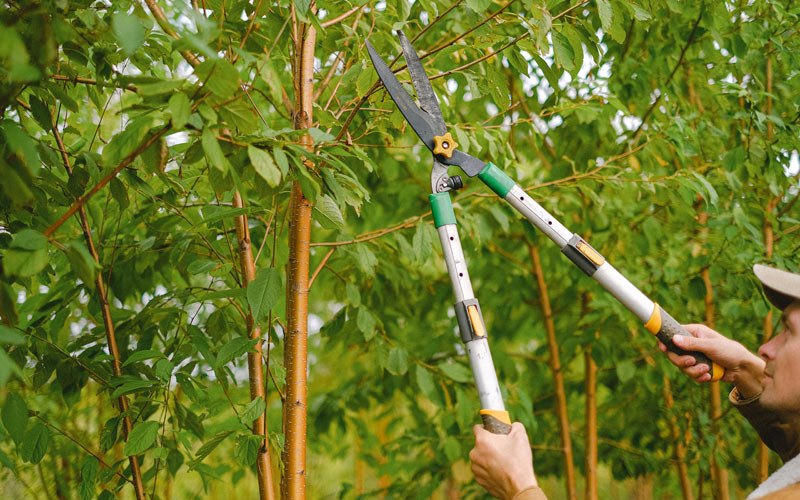 Tree trimming in Carterville, IL